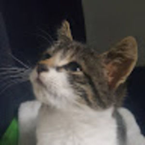 Meet your Posher, Justin